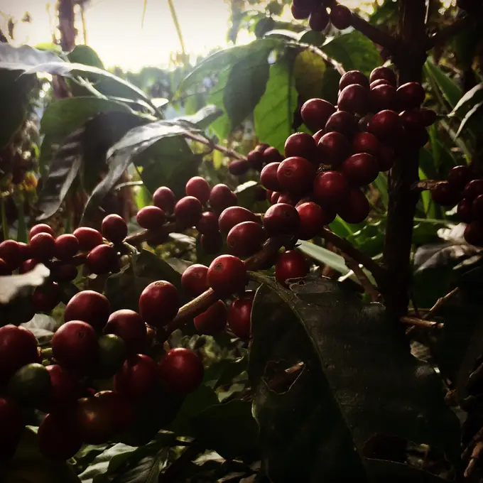 Racimos de cerezas de cafe maduras en la rama