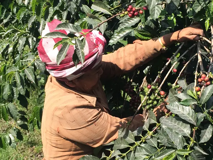 Mujer recolectando cerezas de cafe en el cafetal