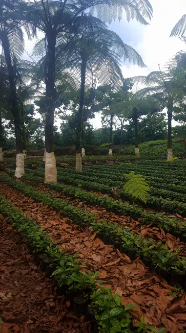 Almacigo de cafe bajo helechos arboreos