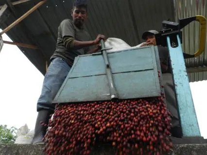Trabajador descargando cerezas de cafe en la despulpadora de Culpan
