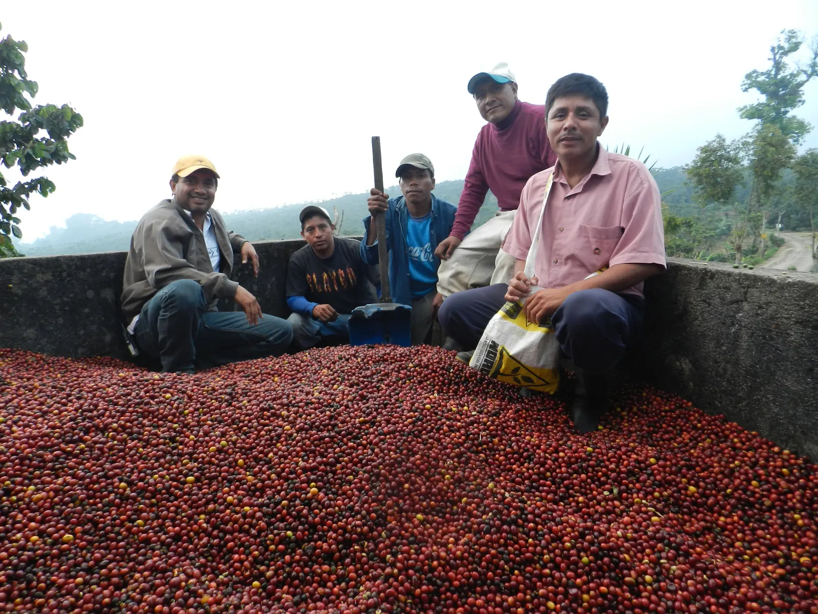 Cuadrilla de recolectores cosechando cafe en Culpan