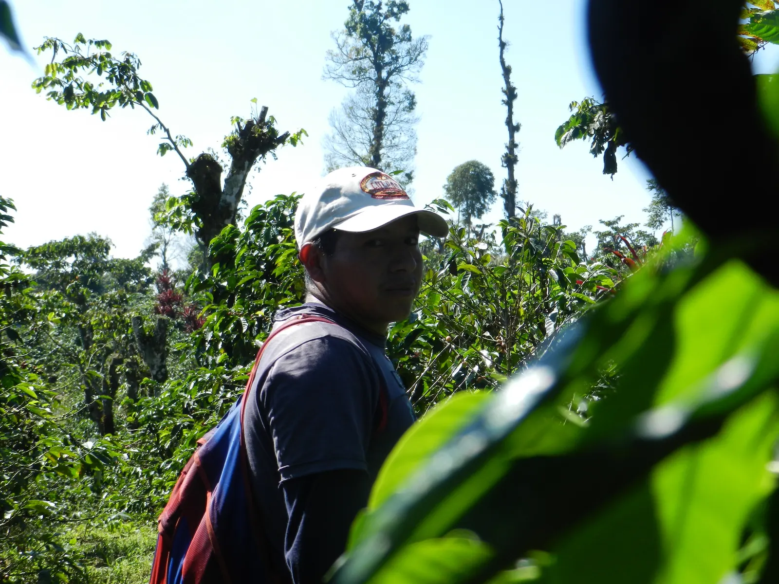 Trabajador entre los arboles del cafetal de Culpan