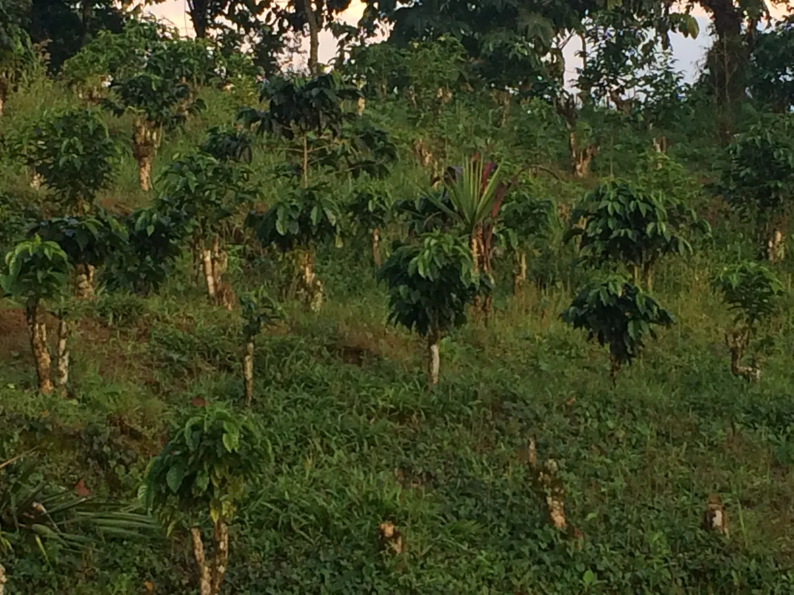Ladera reforestada con arboles jovenes en Culpan