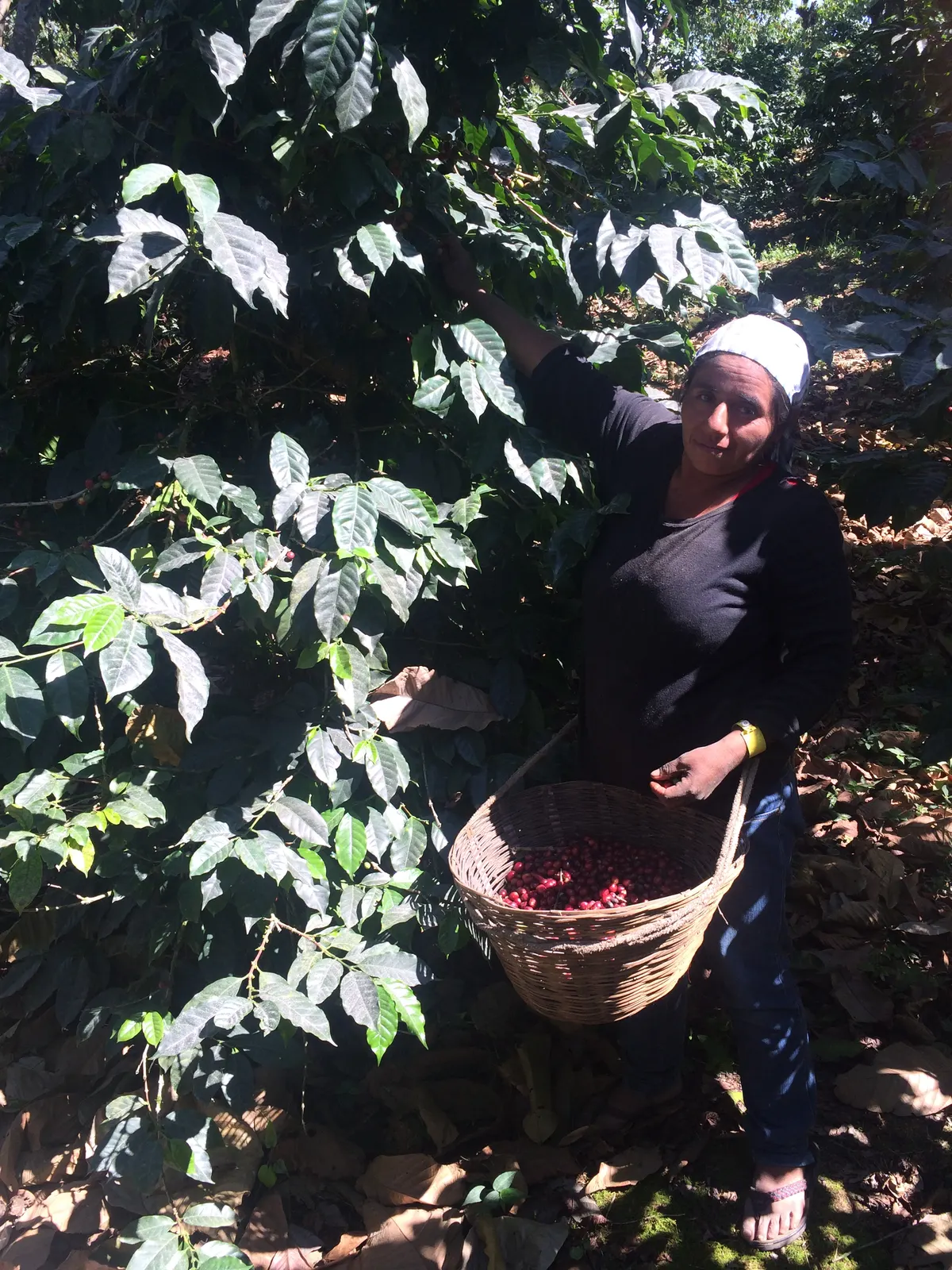 Mujer con canasto recolectando cerezas de cafe en Culpan