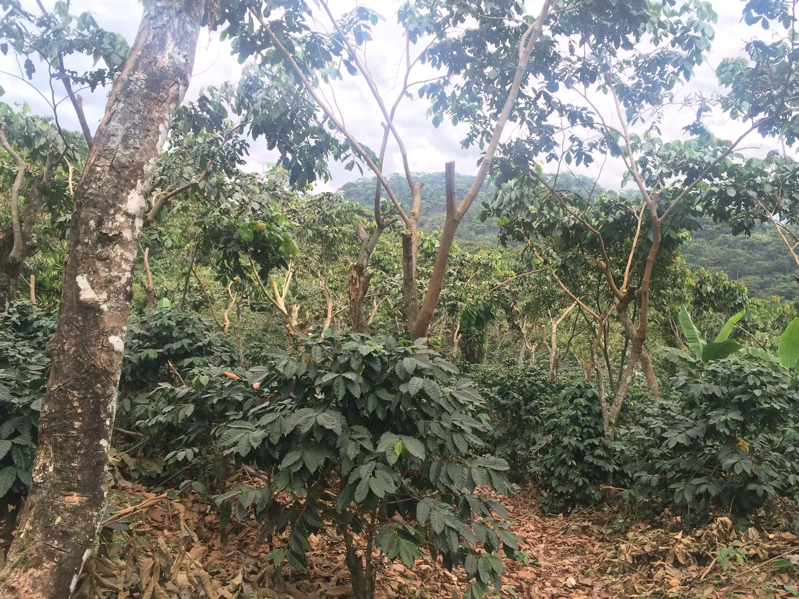 Hilera de arboles de cafe bajo sombra en Culpan