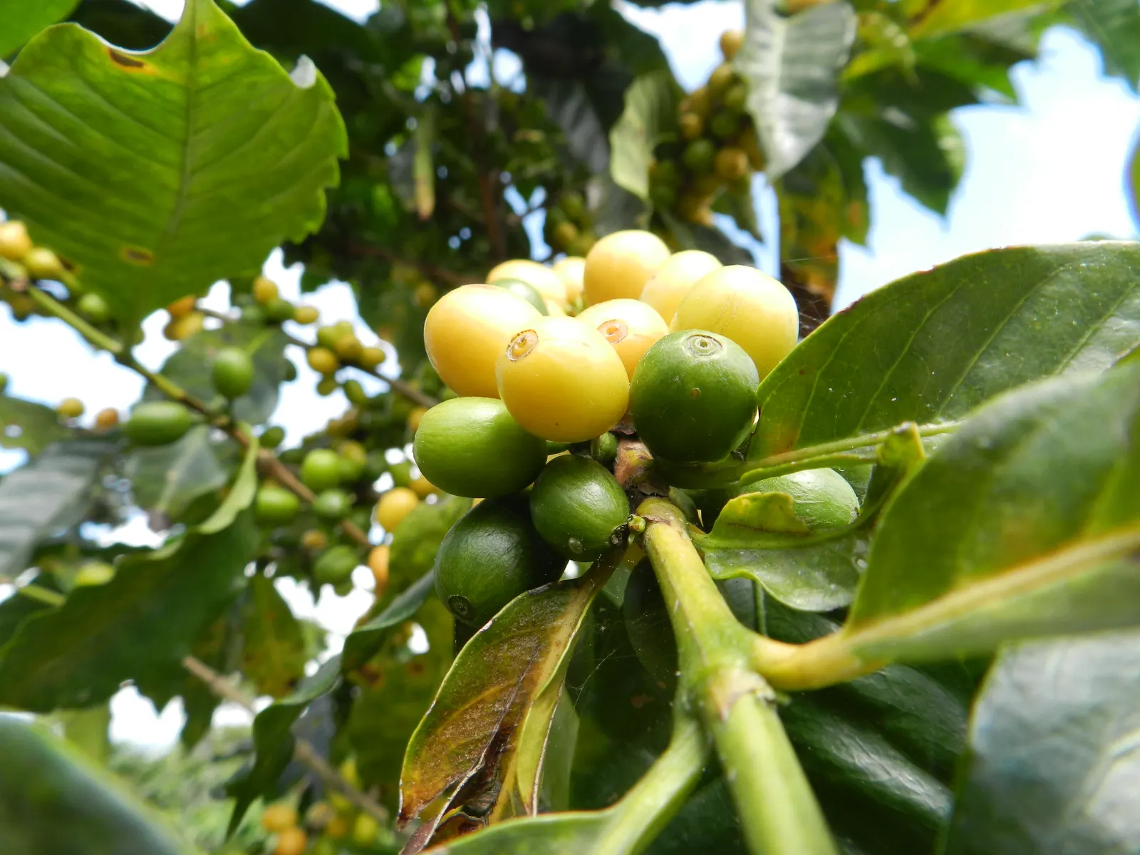 Cerezas de cafe arabigo de altura madurando en Culpan