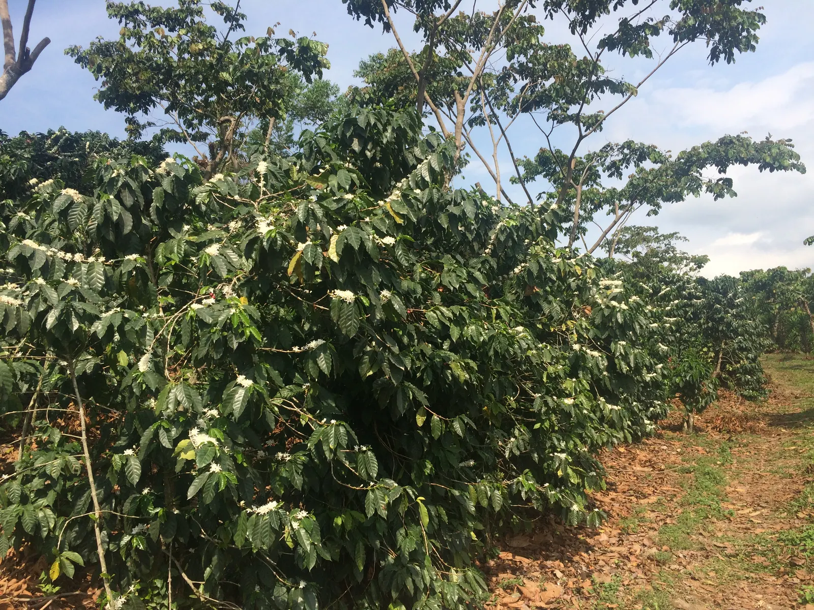 Cafetal de Culpan en plena floracion, cuidado por la quinta generacion