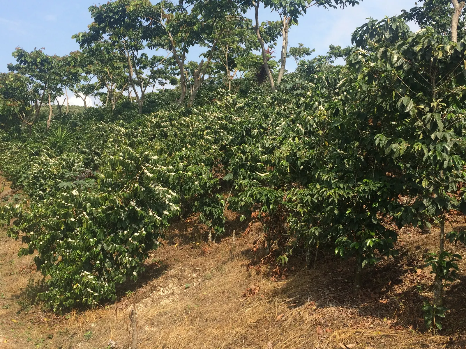 Cafetal de Culpan en floracion bajo sombra natural