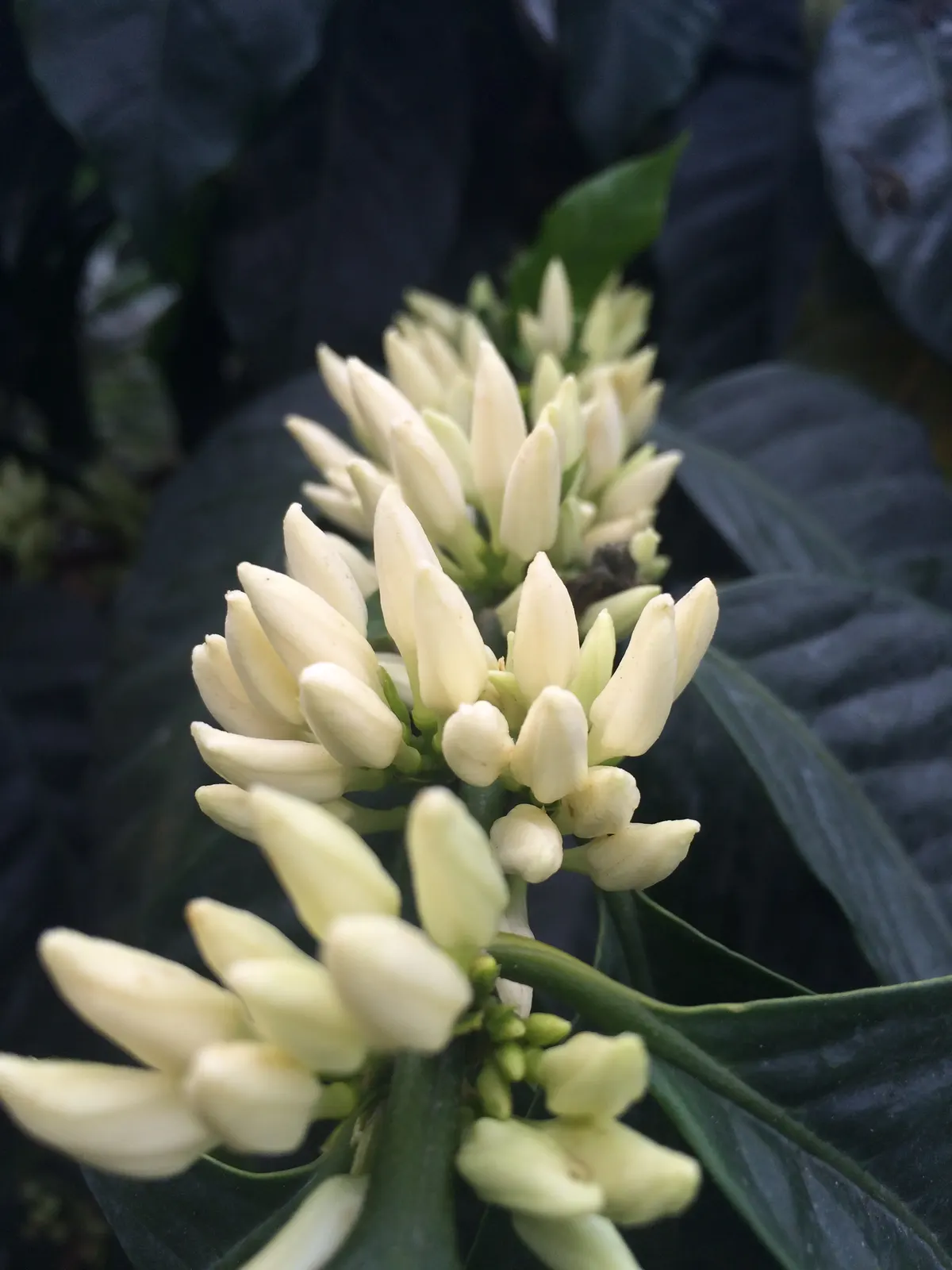 Botones de flor a punto de abrir en la finca Culpan
