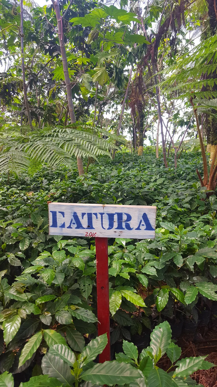 Rotulo de variedad entre las plantas de la finca Culpan
