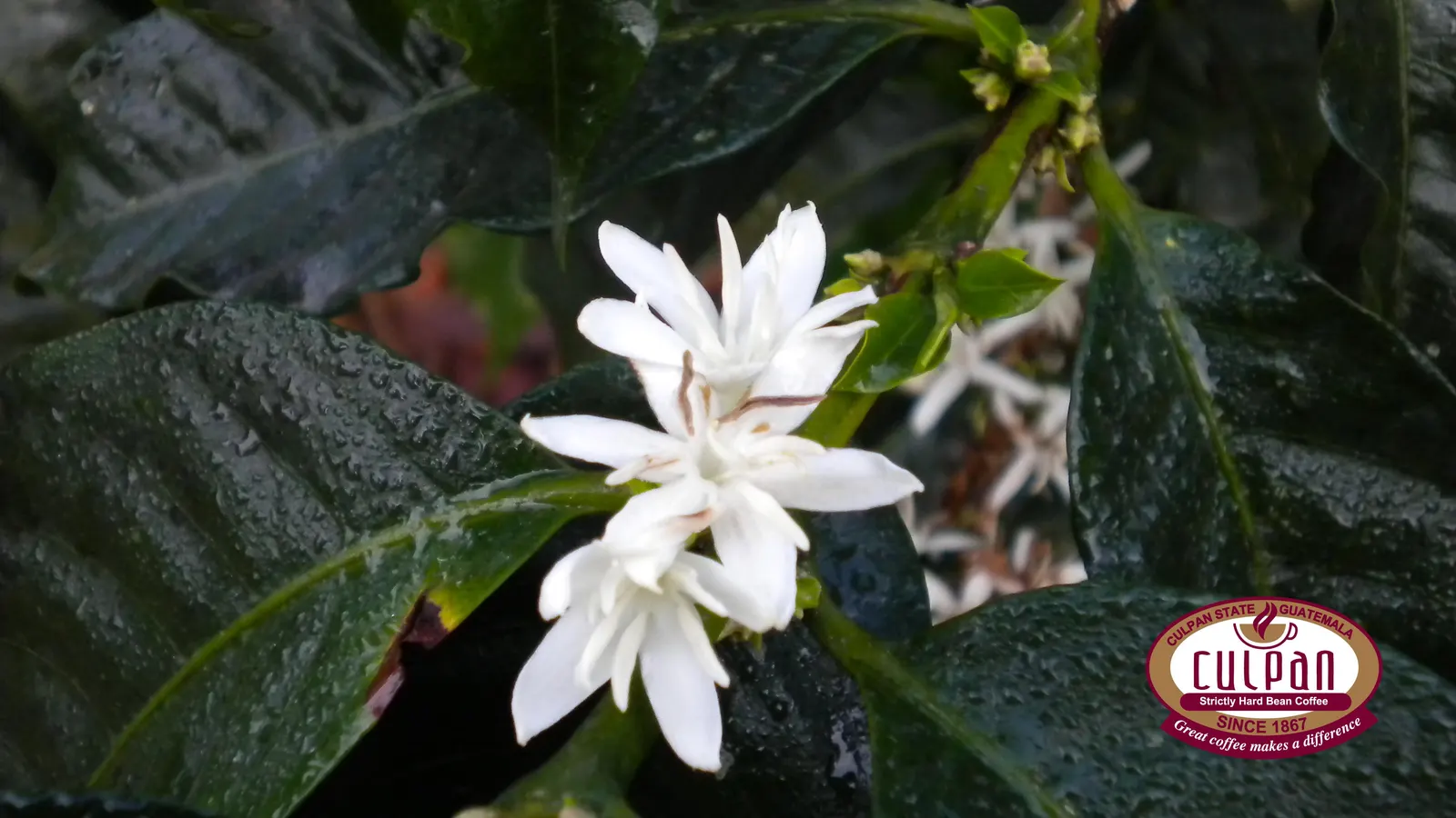 Flor blanca de cafe con gotas de lluvia en Culpan