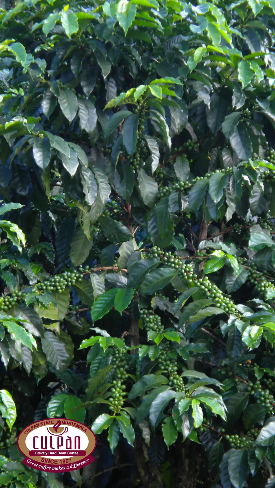 Arbol de cafe de Culpan cargado de granos verdes