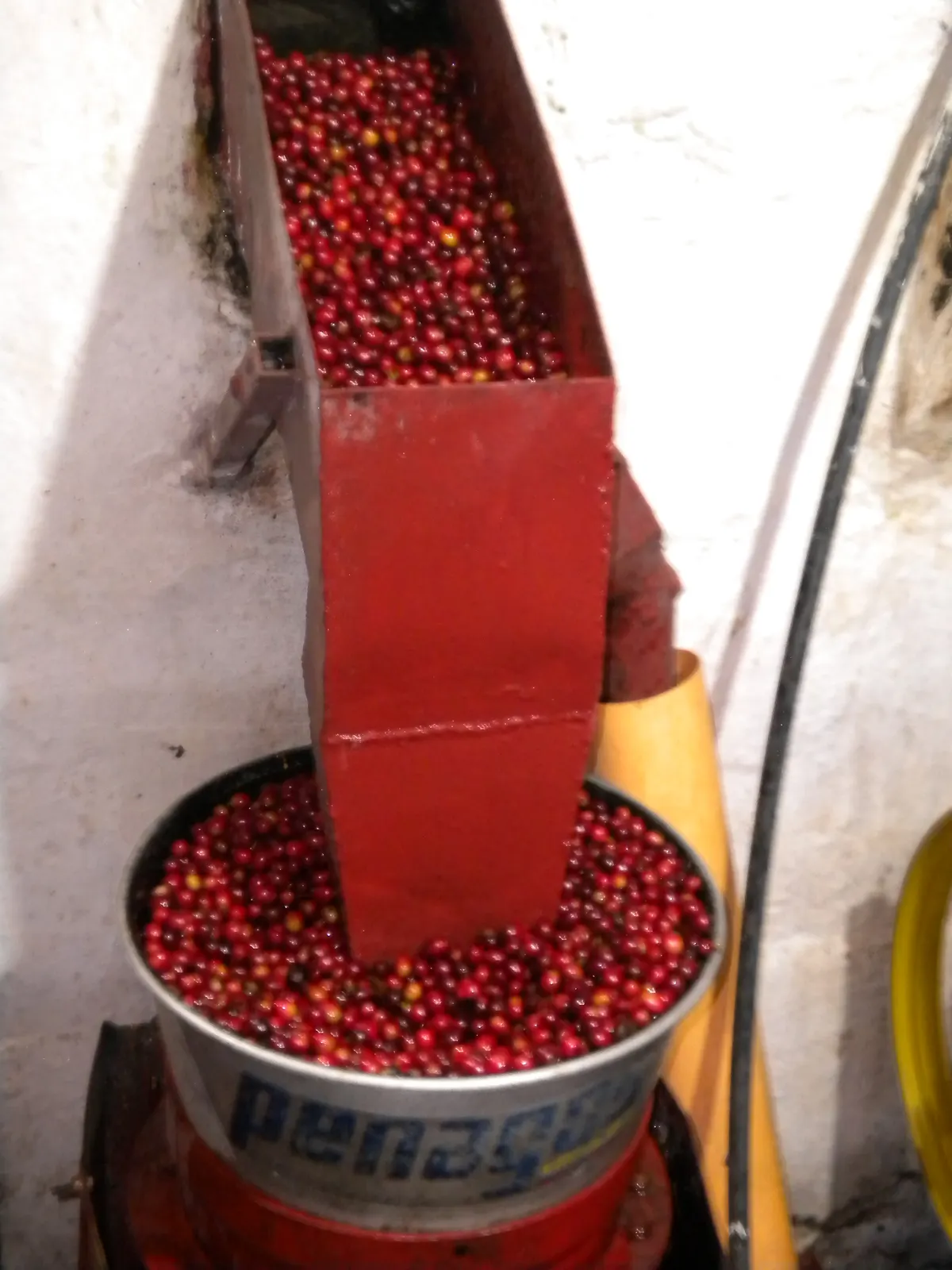 Cerezas de cafe en el beneficio humedo de Culpan