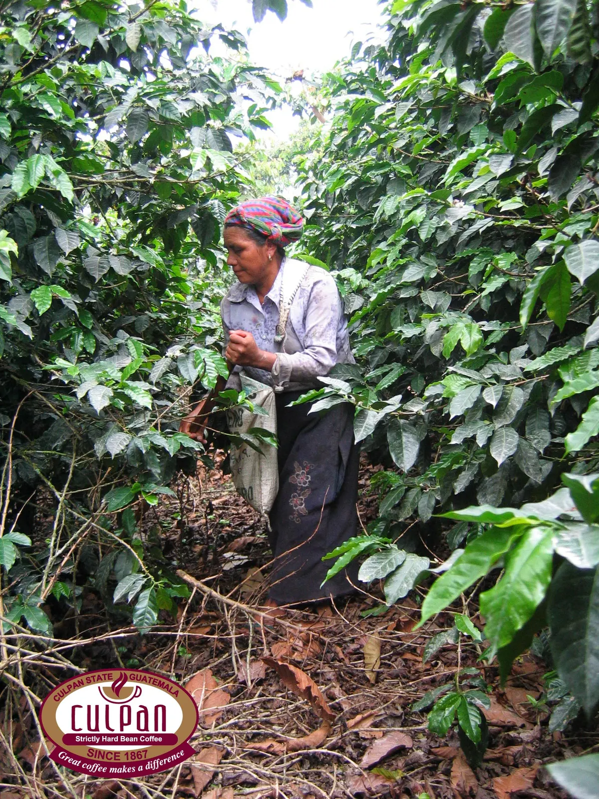 Trabajadora cosechando cafe entre las plantas en Culpan