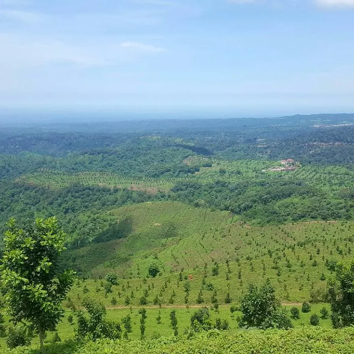 Panorama de los campos de cafe de Culpan en la ladera