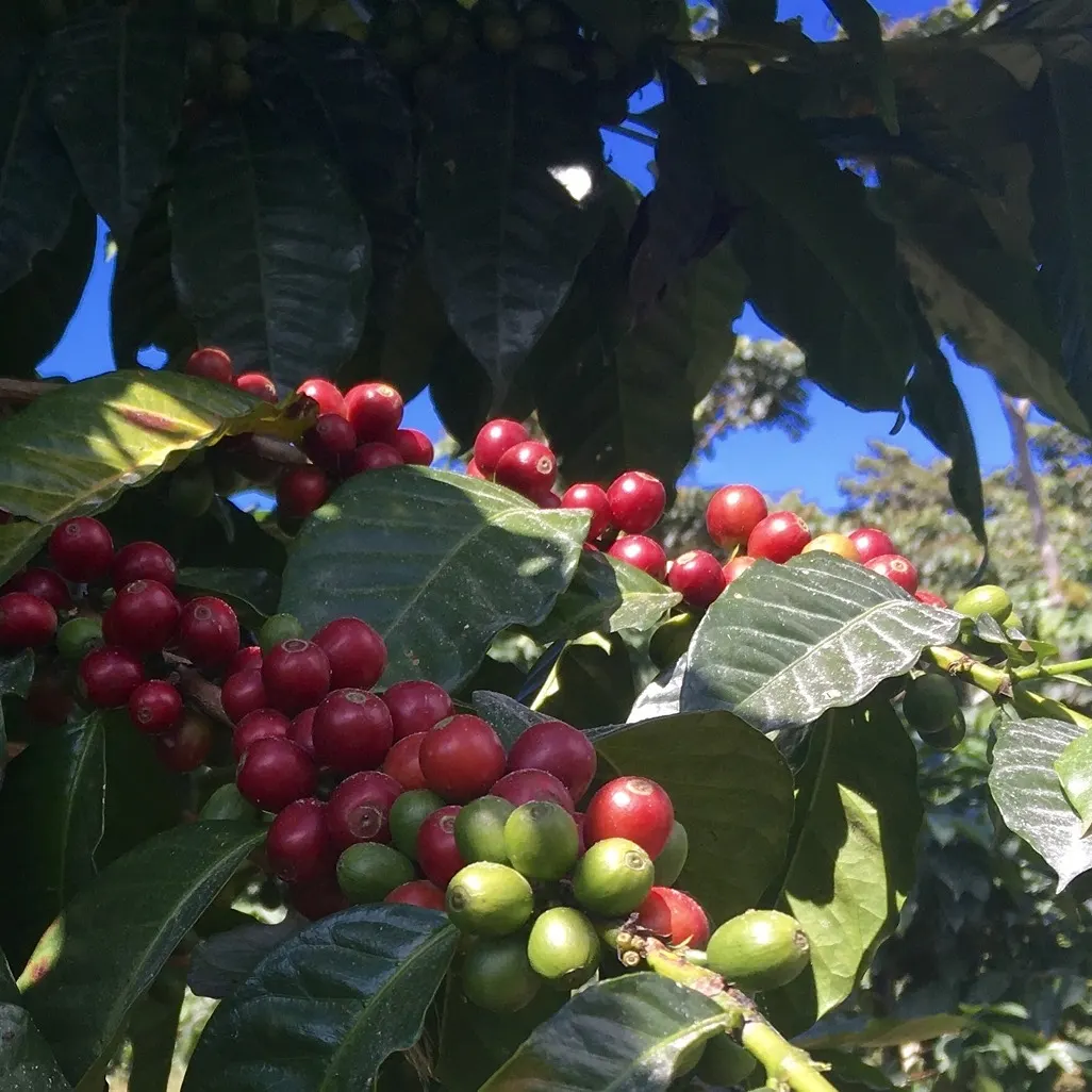 Cerezas de cafe maduras cultivadas en Culpan