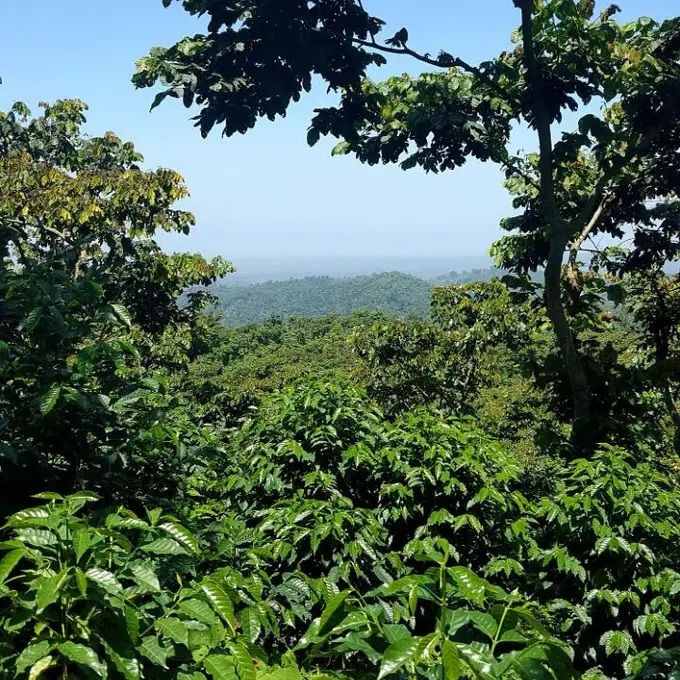 Vista del cafetal verde de la finca con cielo