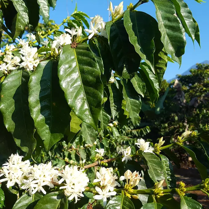 Cafeto en flor blanca bajo cielo azul