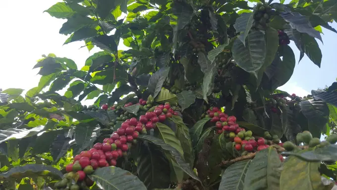 Cafeto cargado de cerezas rojas maduras