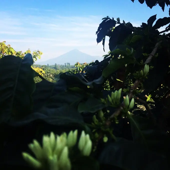 Volcan Santiaguito visto entre plantas de cafe